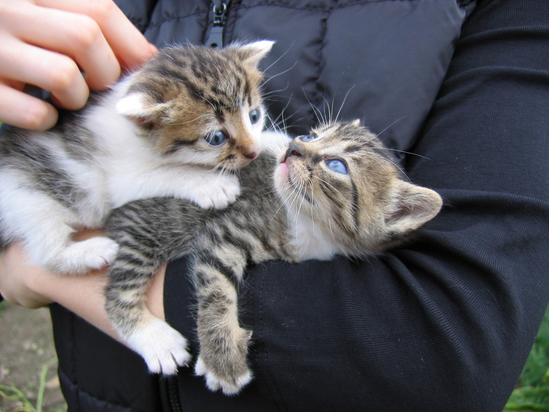 malutkie koty na rękach