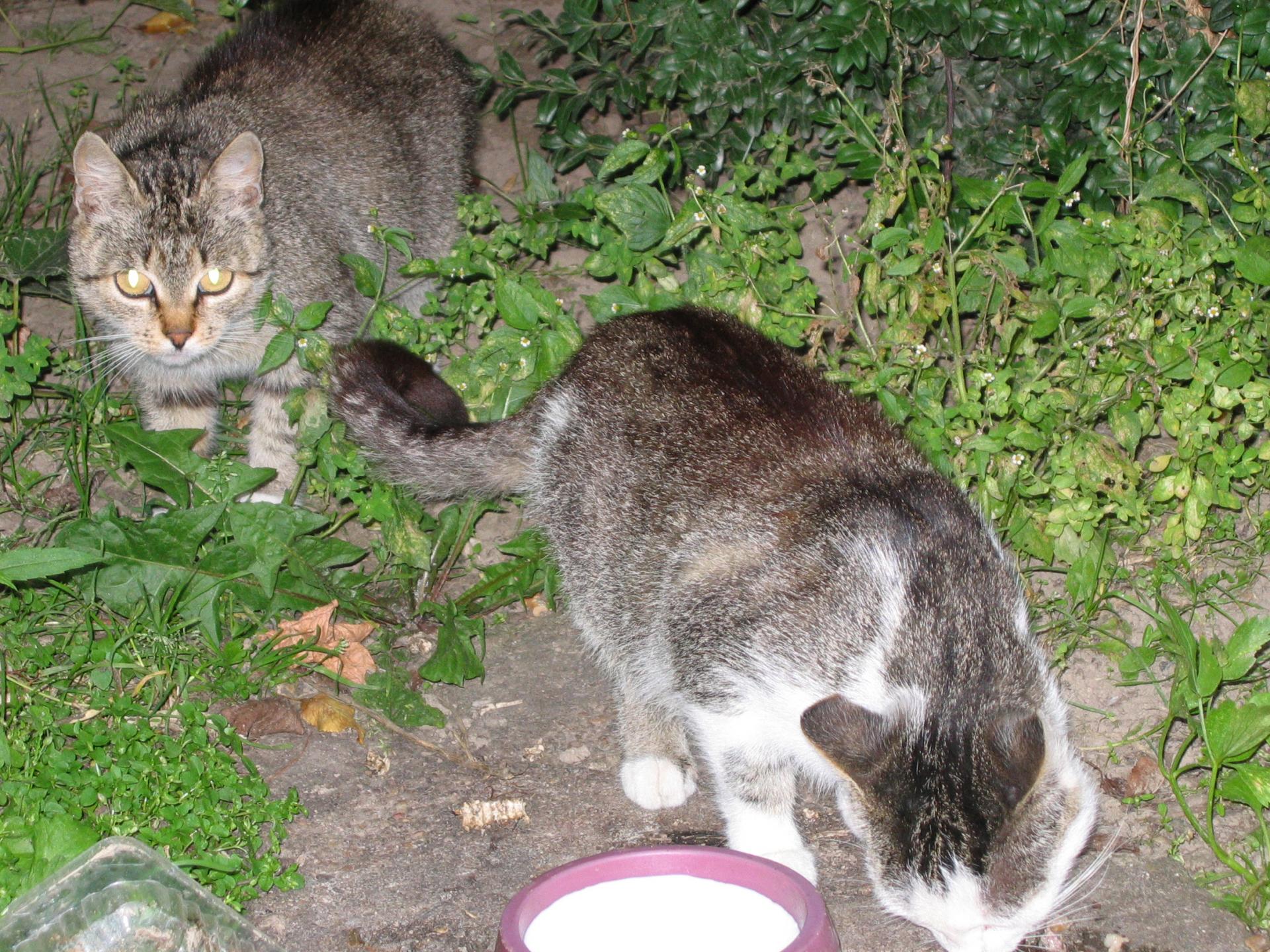 dwa dorosłe koty przy miskach z jedzeniem